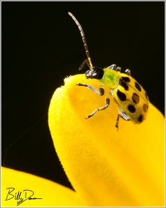 Spotted Cucumber Beetle