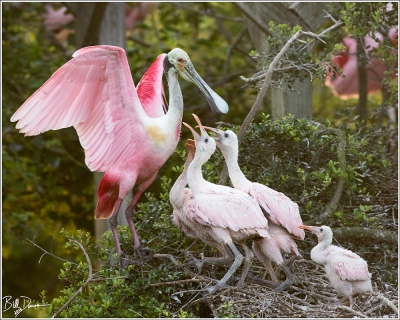 Roseate Spoonbill - Houston Audubon Society Smith Oaks Bird Sanctuary