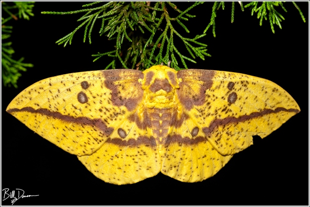 Imperial Moth - Saturniidae - Eacles imperialis, photographed at Cuivre River SP during national moth week.