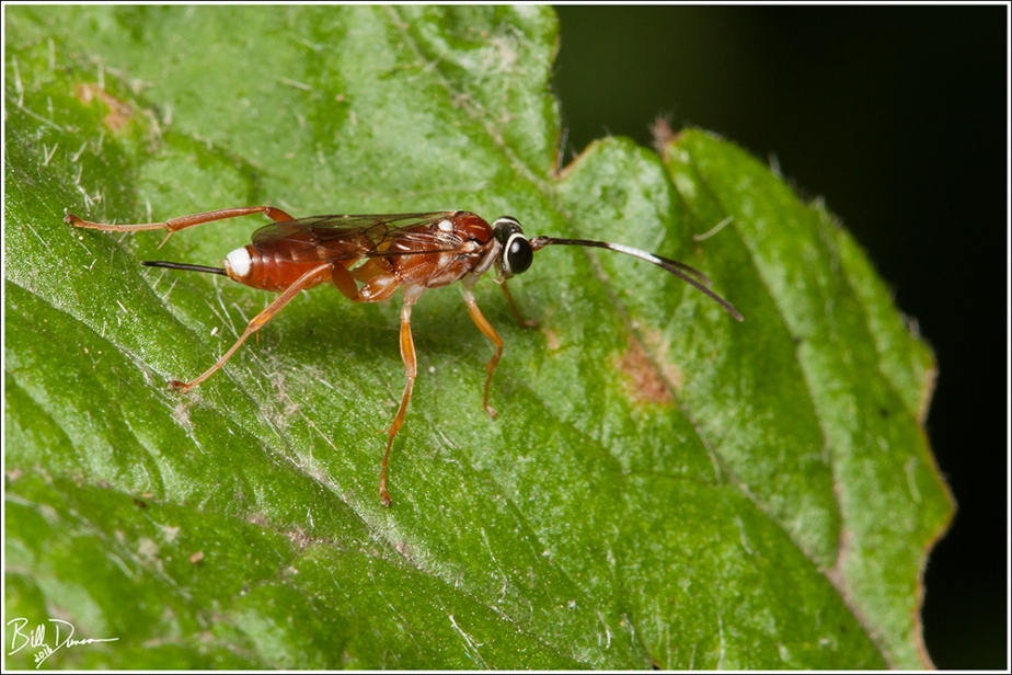 Ichneumonidae - Theronia sp. - IMG_6541