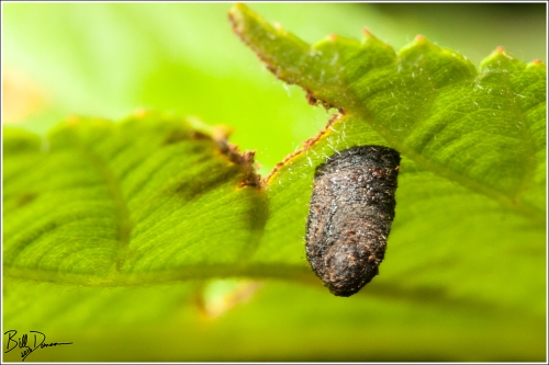 Warty Leaf Beetle - Chrysomelidae - Neochlamisus gibbosus. Larval scatoshell. Photographed at Shaw Nature Reserve, MO.