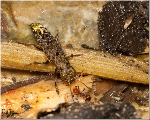 gold-and-brown-rove-beetle-staphylinidae-ontholestes-cingulatus-img_6900
