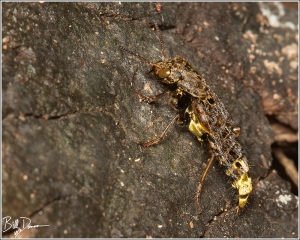 gold-and-brown-rove-beetle-staphylinidae-ontholestes-cingulatus-img_6903