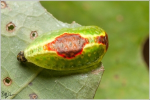 red-crossed-button-slug-limacodidae-tortricidia-pallida-4653-img_8305