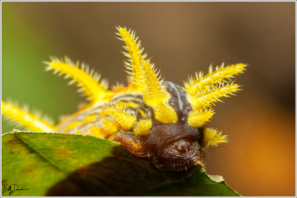 Meet the Slugs – Stinging Rose Caterpillar – A Thousand Acres of Silphiums