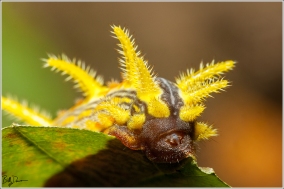 stinging-rose-caterpillar-limacodidae-parasa-intermedia-4699-img_8884