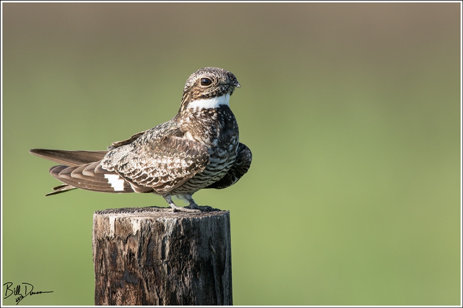 Common Nighthawk - Caprimulgidae - Chordeiles minor - Anahuac NWR, TX.