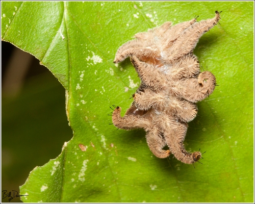 monkey-slug-limacodidae-phobetron-pithecium-4677-img_8896