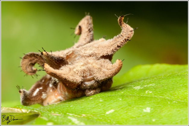 Monkey Slug - Limacodidae - Phobetron pithecium (4677) - Horseshoe Bend Natural Area, Texas County, MO