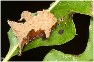 monkey-slug-limacodidae-phobetron-pithecium-4677-img_8968