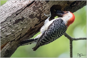 red-bellied-woodpecker-picidae-melanerpes-carolinus-520a2644