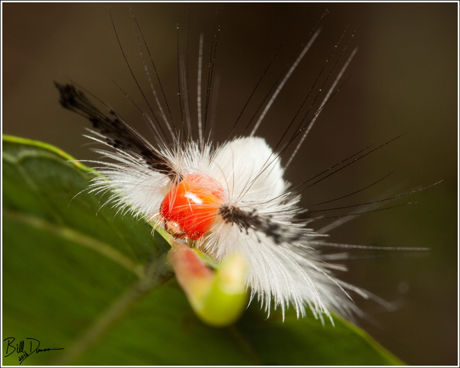 white-marked-tussock-moth-lymantriidae-orgyia-leucostigma-8316-img_8542