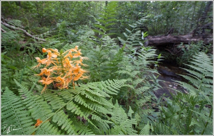 Yellow-fringed Orchid (Platanthera ciliaris)