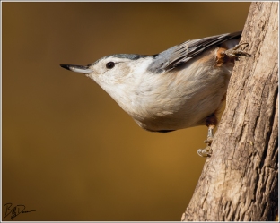 White-breasted Nuthatch, St. Louis County, MO