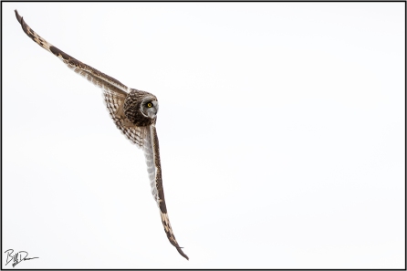 Short-eared Owl, BK Leach CA, MO