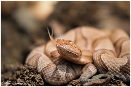 Copperhead, St. Francois Mountains, MO. 520 mm focal length equivalent, f/5.6, 1/400 sec., ISO - 1000