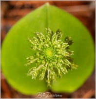 Green Adder's Mouth Orchid, 234 mm focal length equivalent, f/16, 1/60 sec., ISO-640