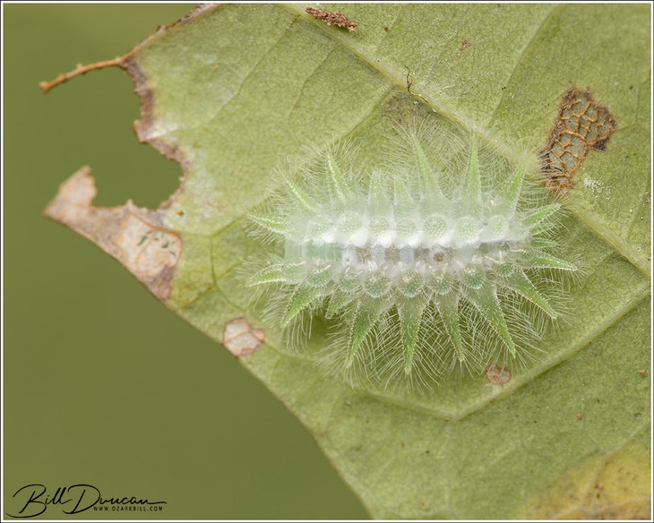 Caterpillars of 2023 – The Limacodidae